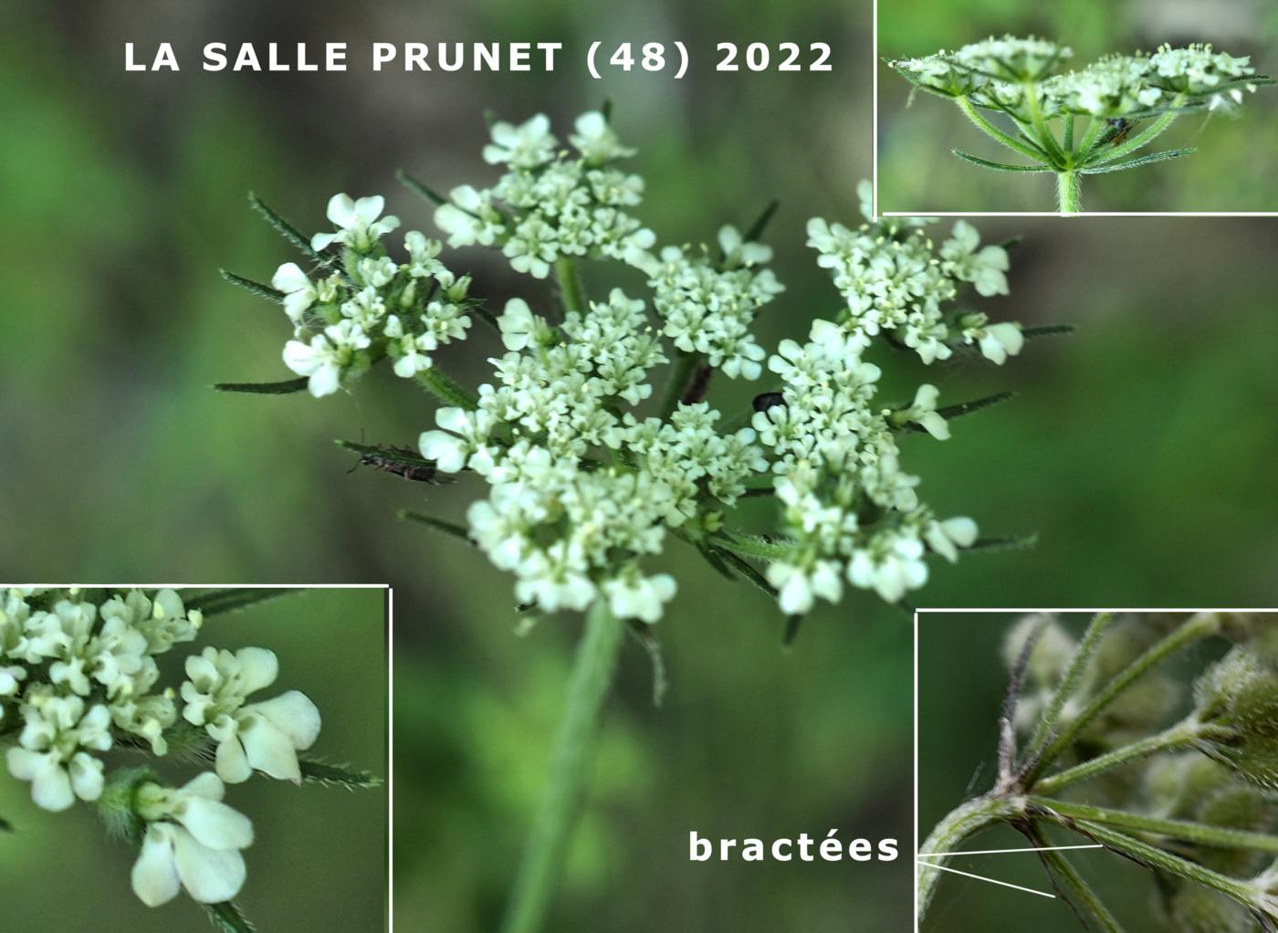Hedge Parsley, Upright  flower
